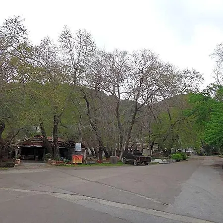 40 Platania